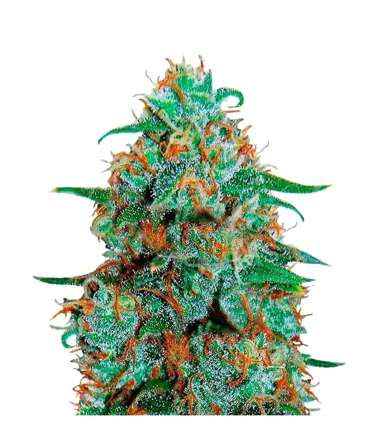 Critical Neville Haze Auto, Фасовка: 3+2