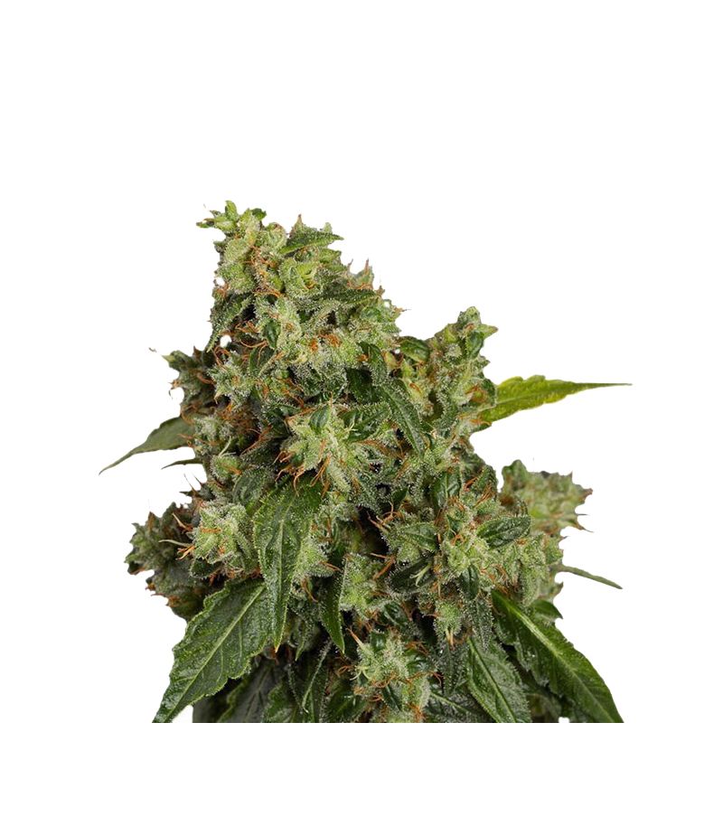 Xtreme Auto, Фасовка: 1