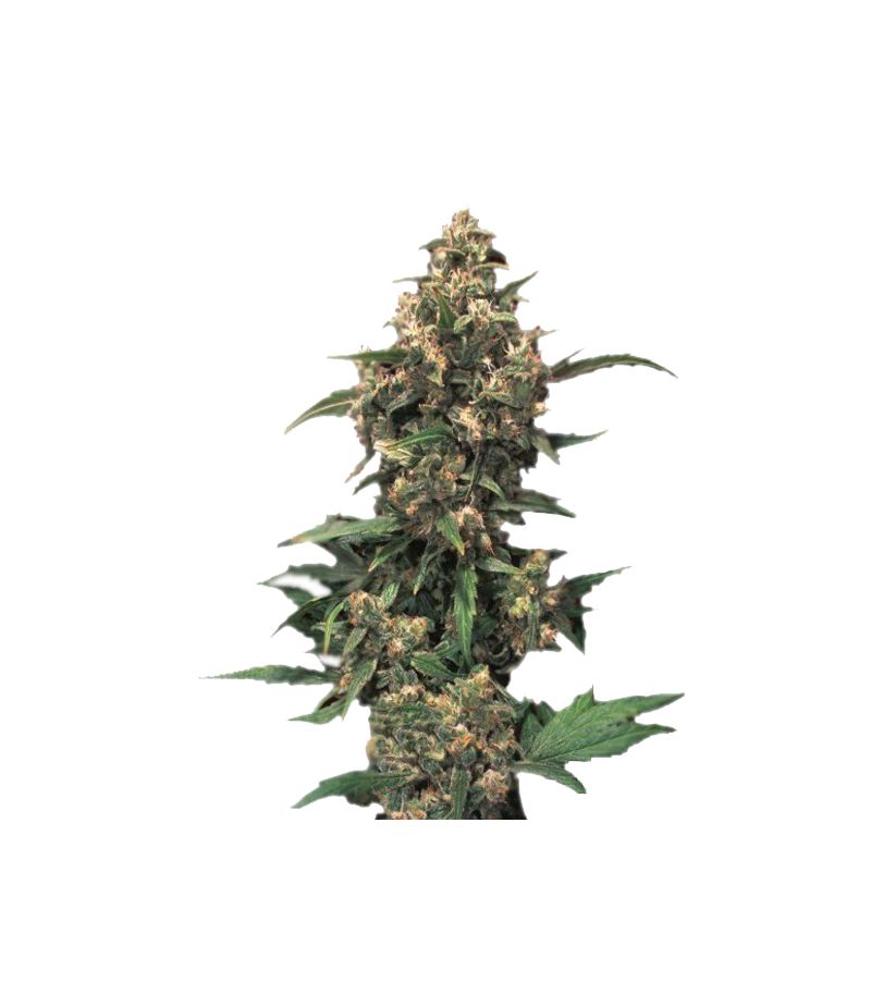 Strawberry Cough, Фасовка: 10