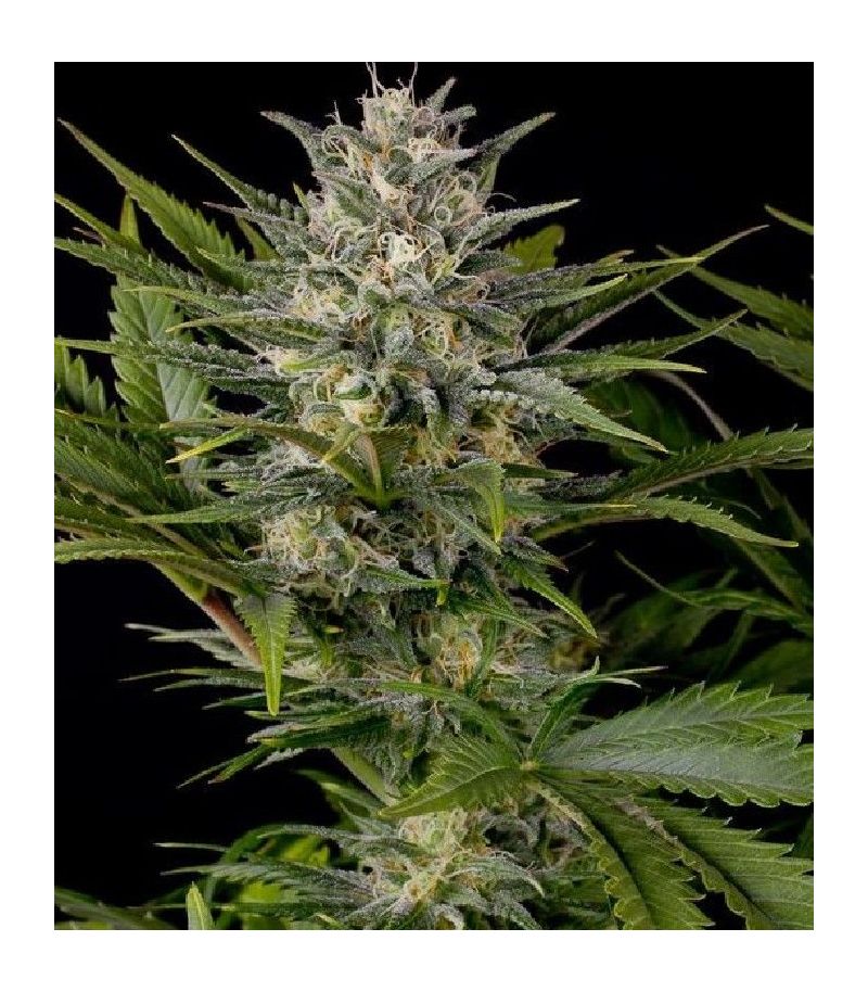 Pineapple Skunk fem, Фасовка: 3