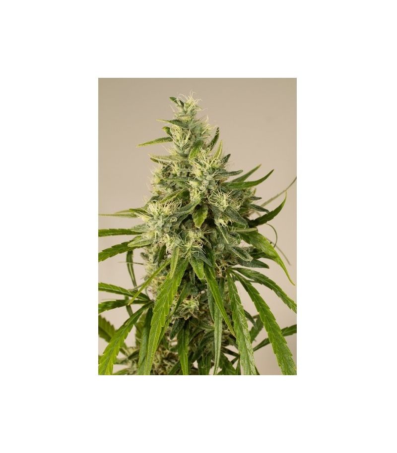 Trainwreck reg, Фасовка: 3