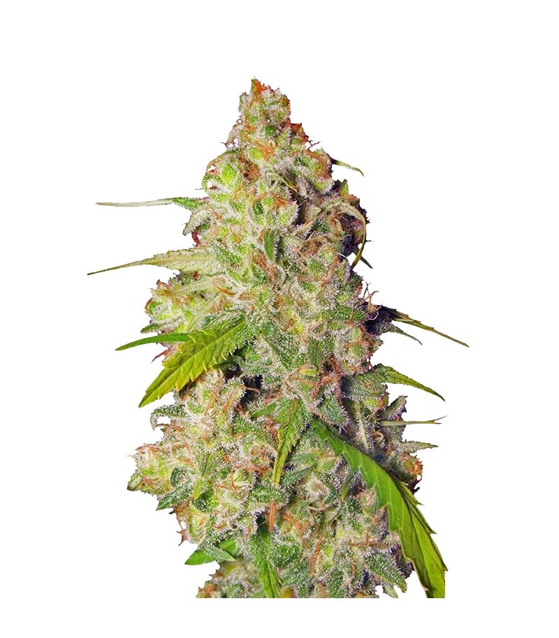 Gagarin Haze, Фасовка: 3