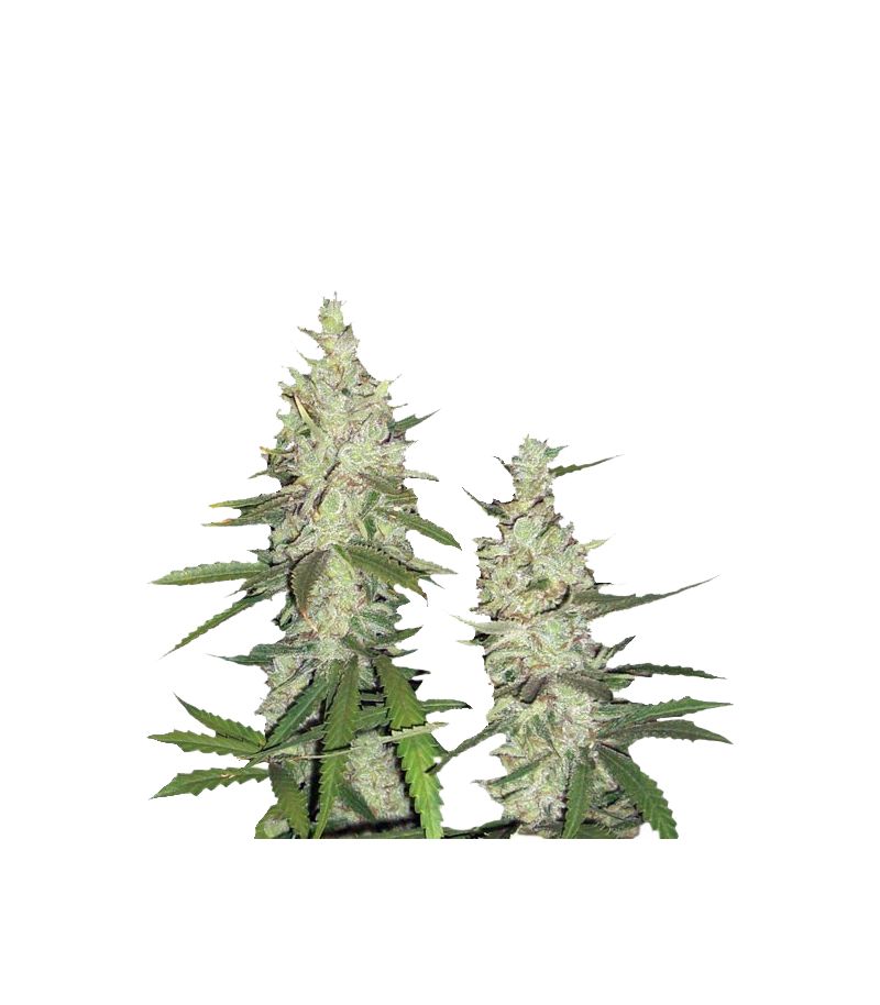 Outlaw Amnesia, Фасовка: 3