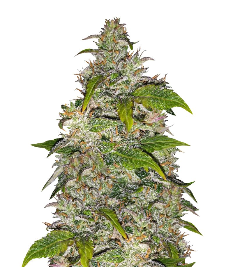 CBD Charlotte’s Angel, Фасовка: 1