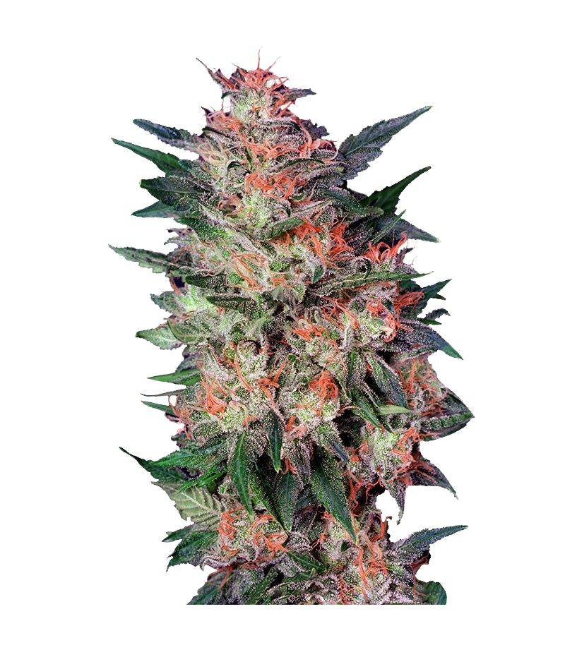 White Widow, Фасовка: 3