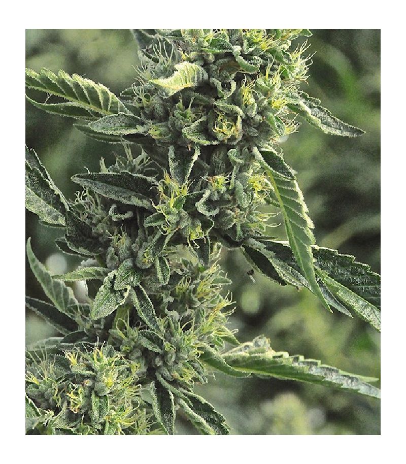 OG Kush reg, Фасовка: 3