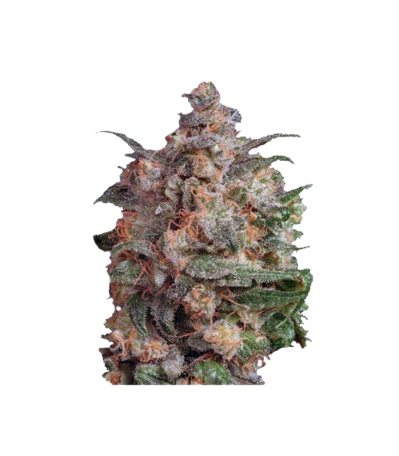 Brainstorm, Фасовка: 3