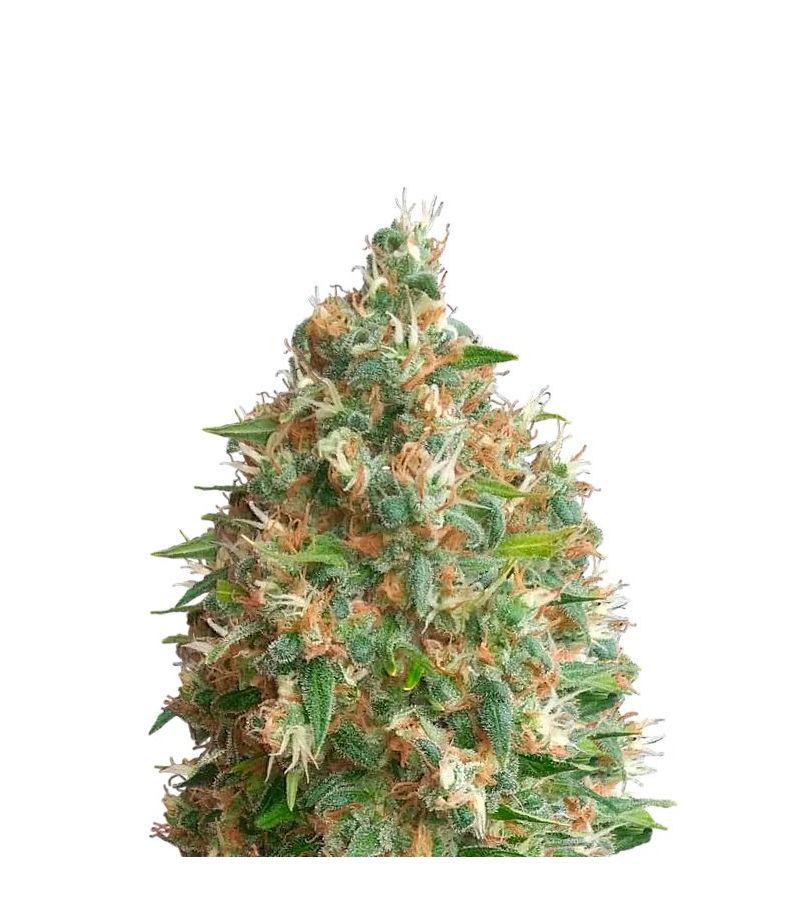 Original Auto Russian, Фасовка: 1