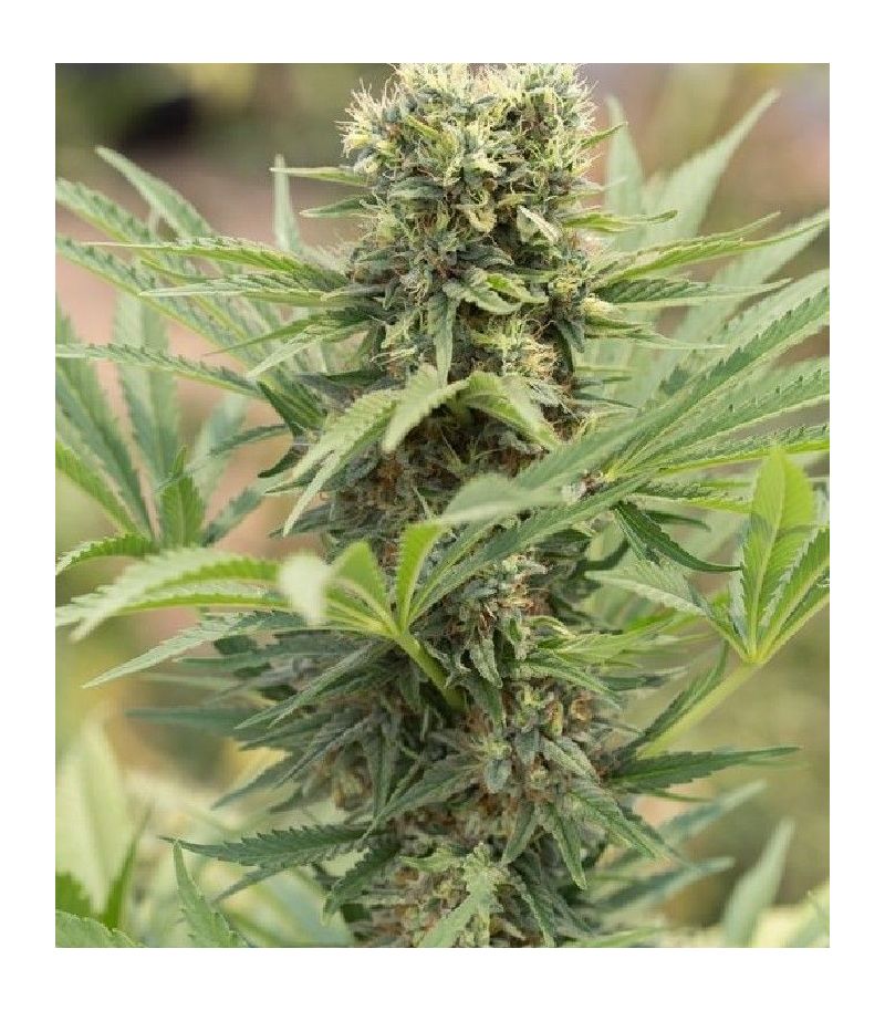 Dr. Greenthumb’s Dedoverde Haze Auto autofem, Фасовка: 3