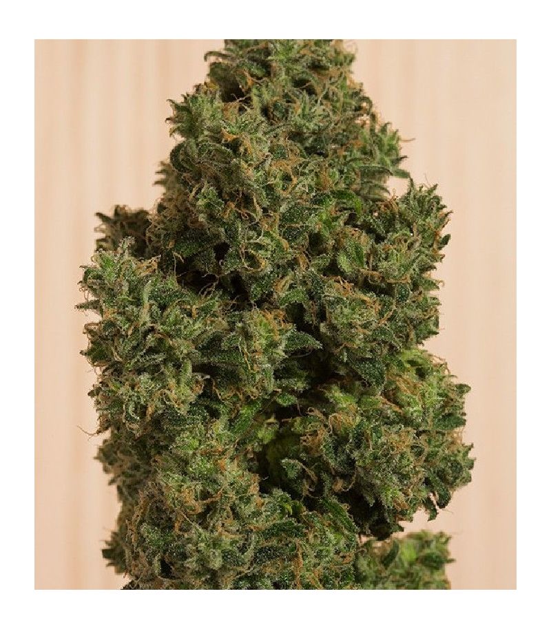 Blue Dream CBD fem, Фасовка: 3