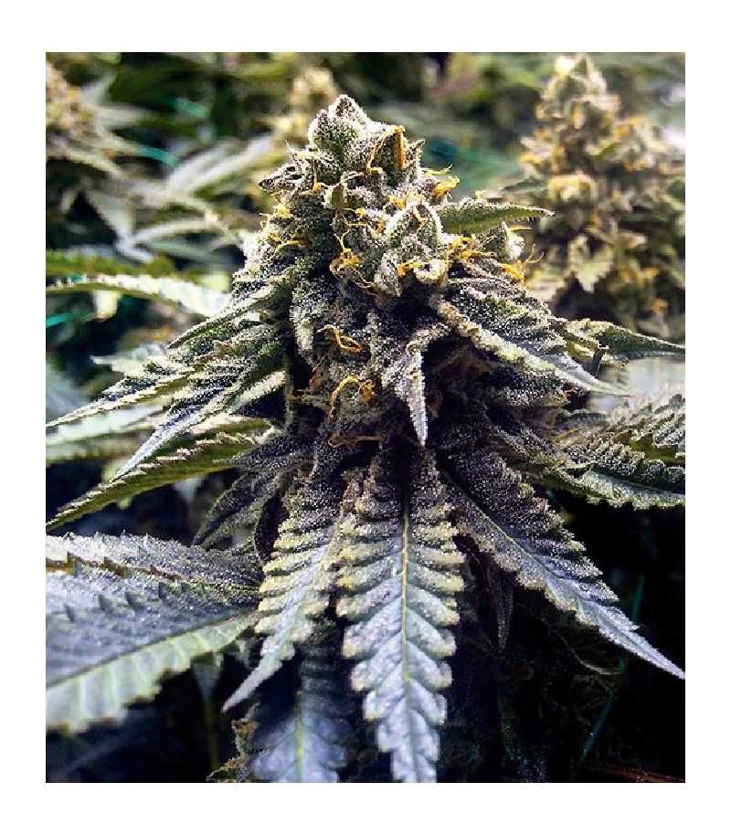 Chocolate Mint OG fem, Фасовка: 3