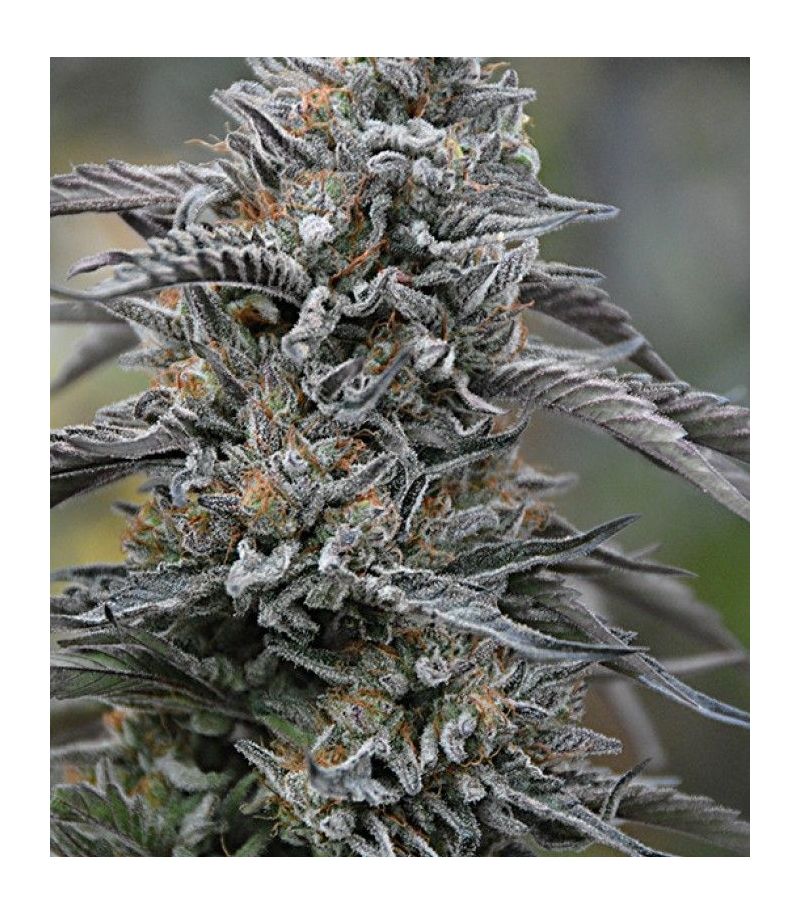 Black D.O.G. fem, Фасовка: 3