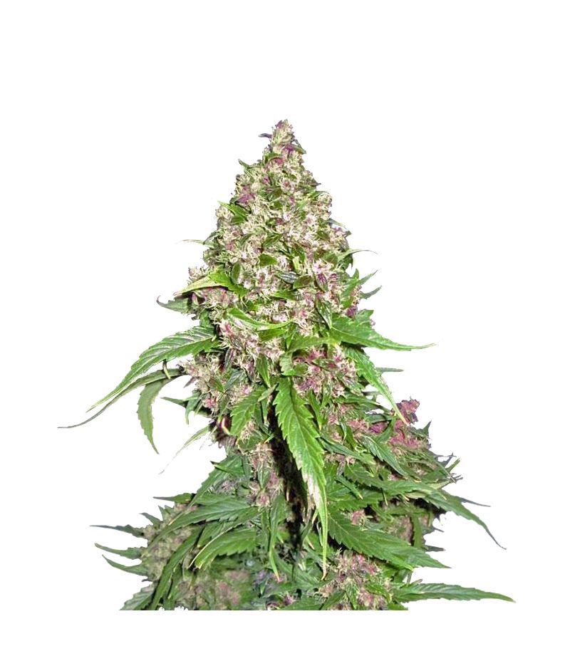 Frisian Duck, Фасовка: 3