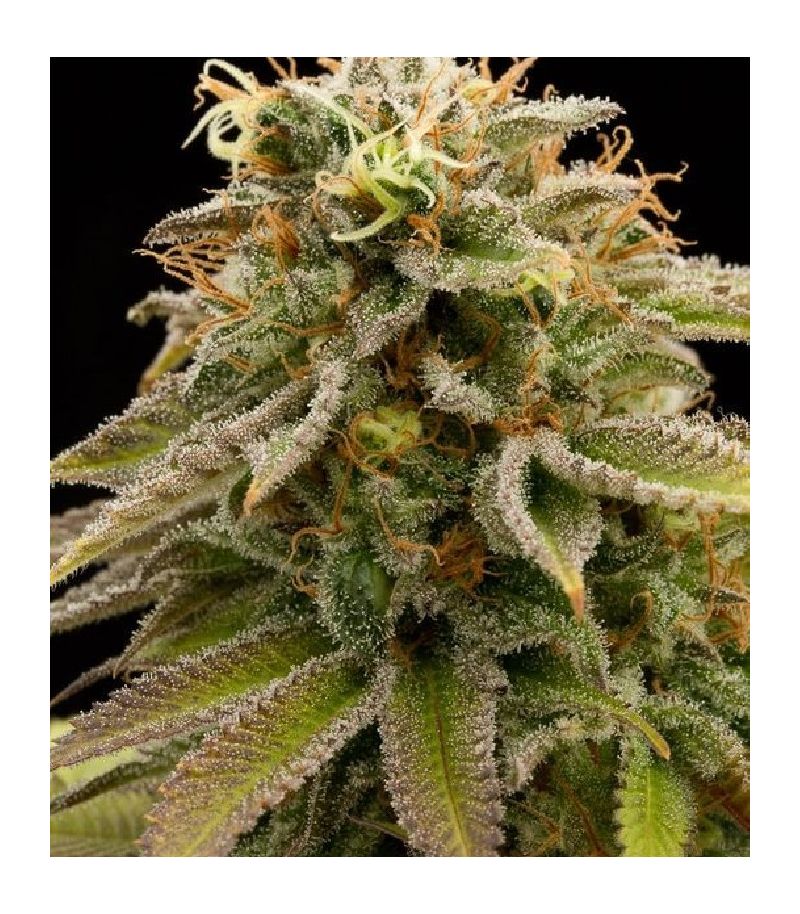 Lemon Thai Kush reg, Фасовка: 3