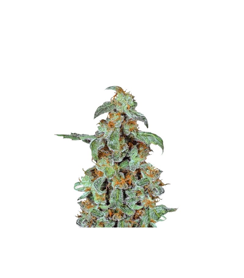 Orange Bud, Фасовка: 3