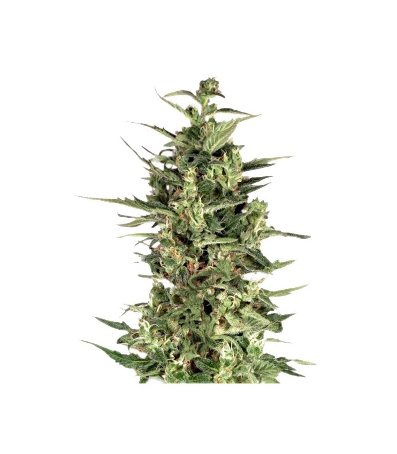 Dutch Cheese, Фасовка: 3