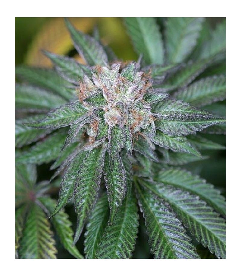 Master Kush fem, Фасовка: 3