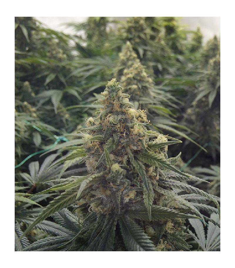 Desert Diesel fem, Фасовка: 3