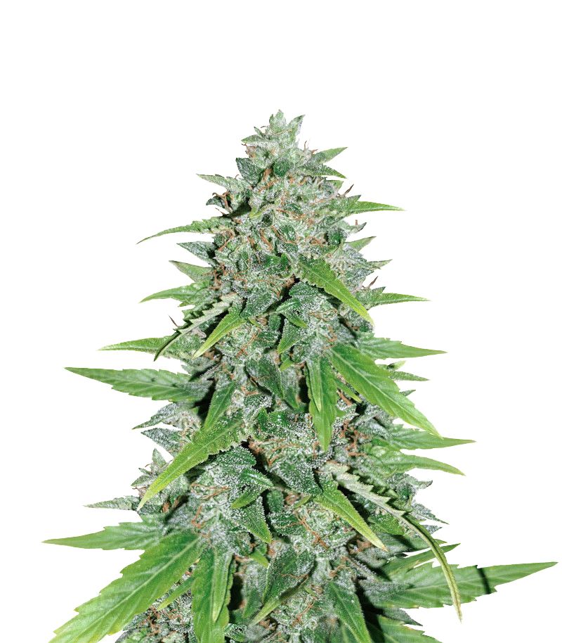 Original Auto Skunk, Фасовка: 5