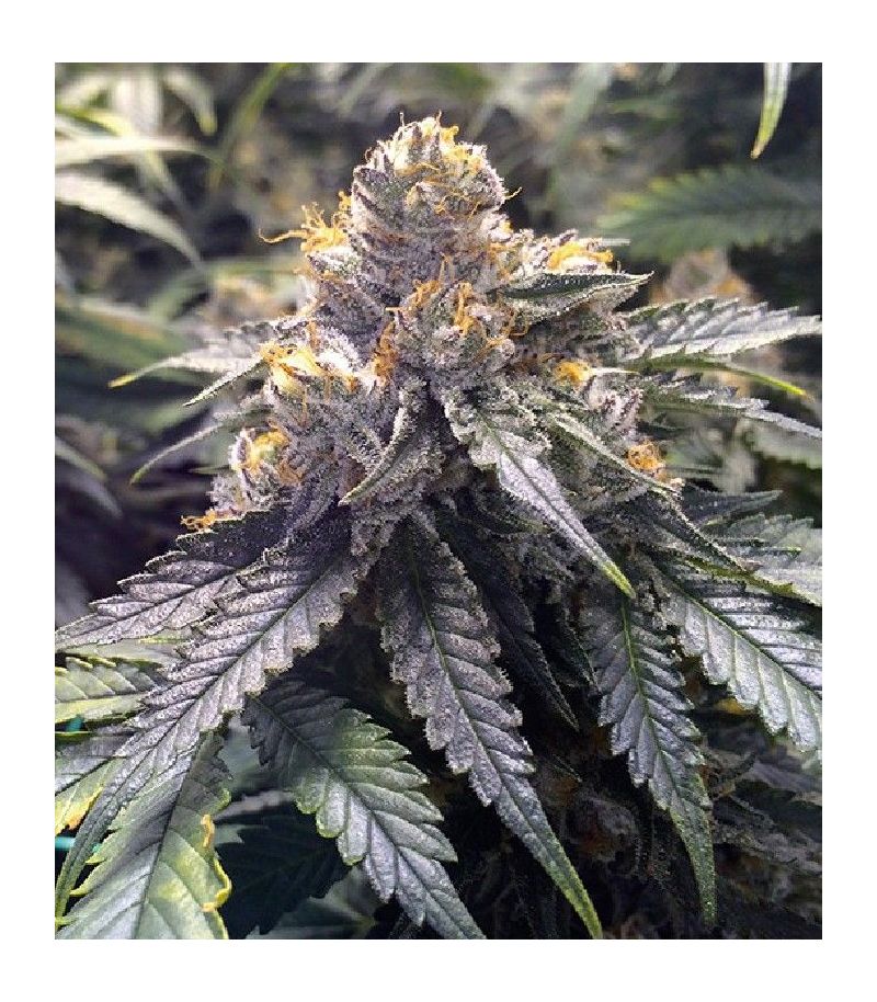 Bubbas Gift fem, Фасовка: 3