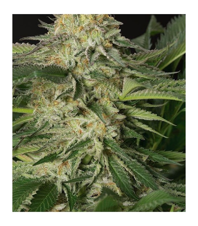 Lemon Garlic OG fem, Фасовка: 3