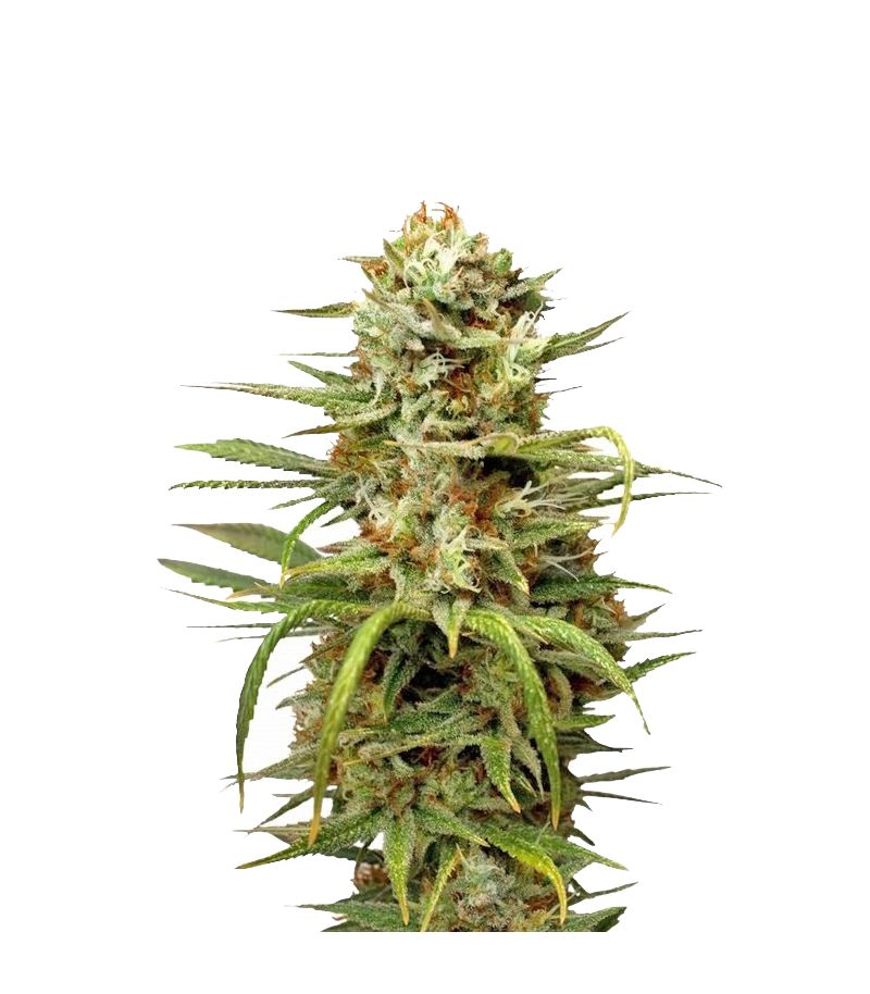 White Widow Auto, Фасовка: 3