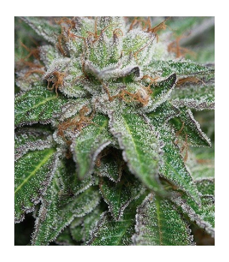 Bubba Kush fem, Фасовка: 3