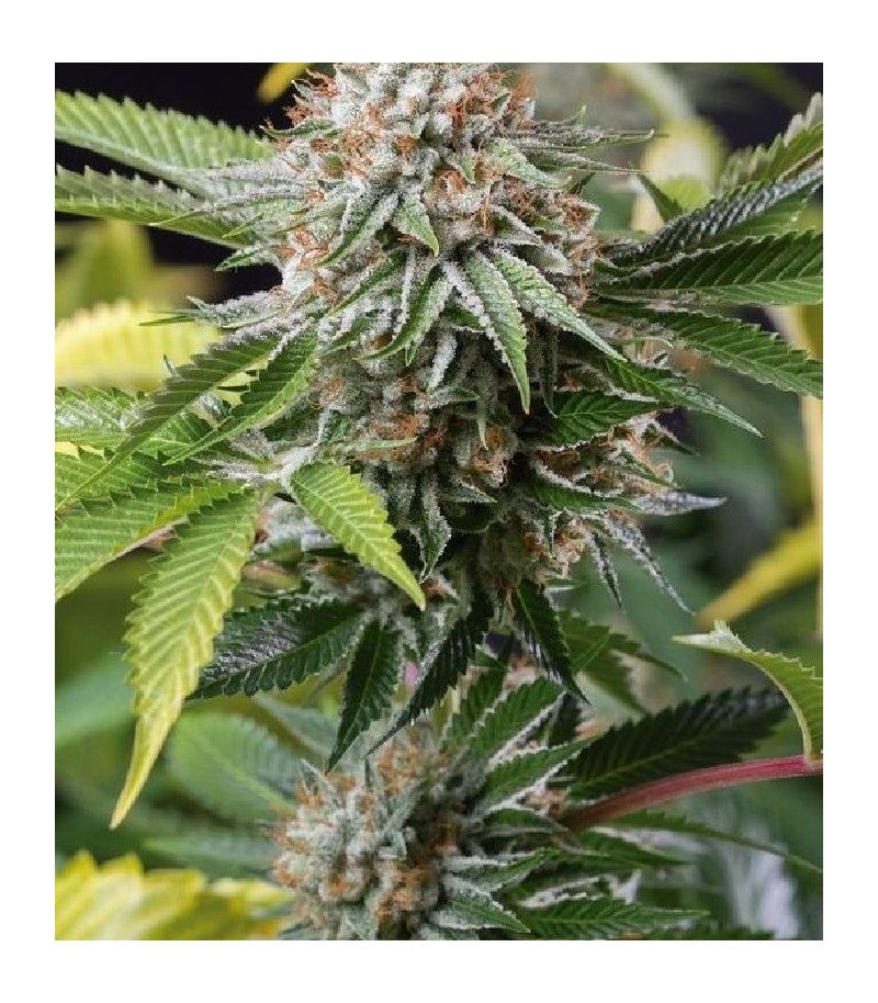 Mango Sapphire fem, Фасовка: 3