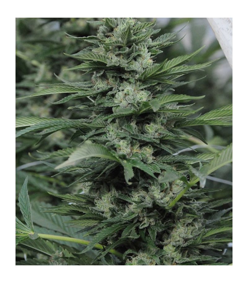 Sour Diesel №2 reg, Фасовка: 3