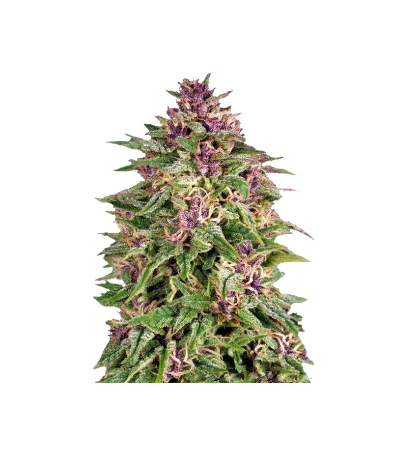 Frisian Dew, Фасовка: 3