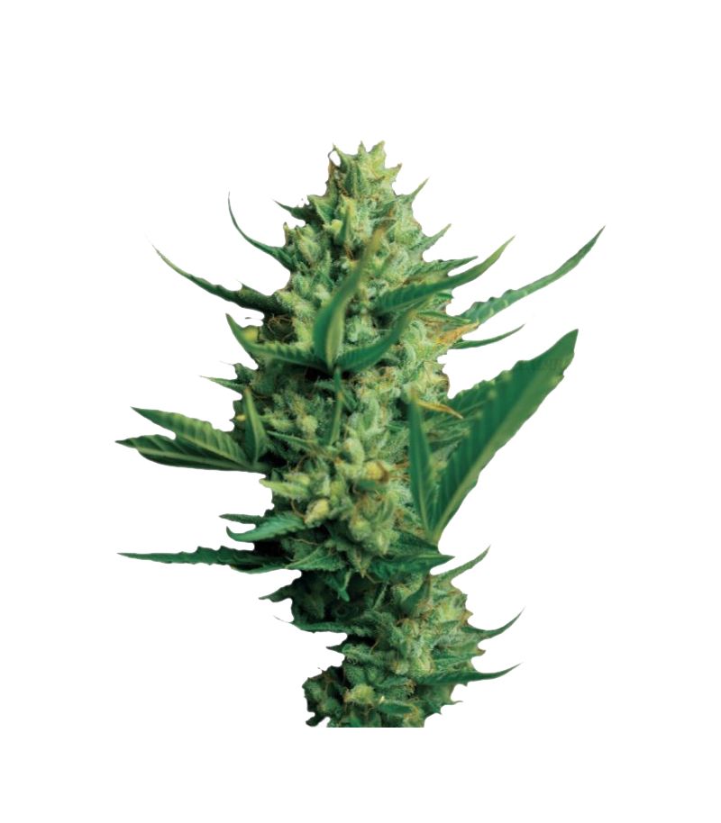 Night Queen, Фасовка: 3