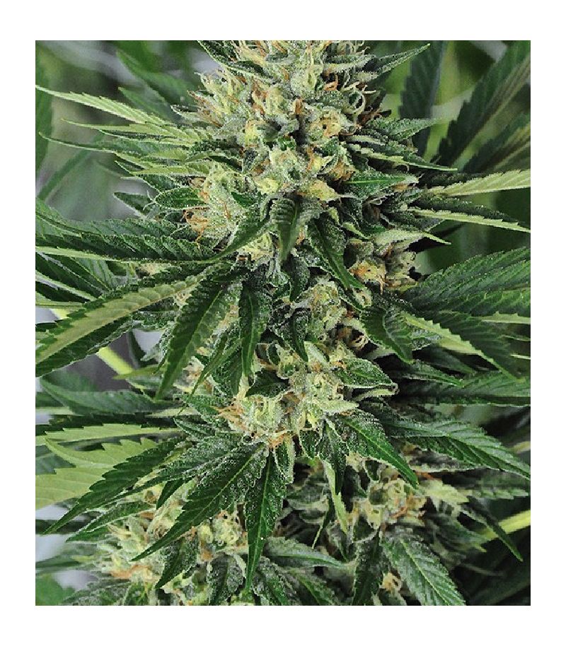 Dr Greenthumb’s Em-Dog By B-Real fem, Фасовка: 3