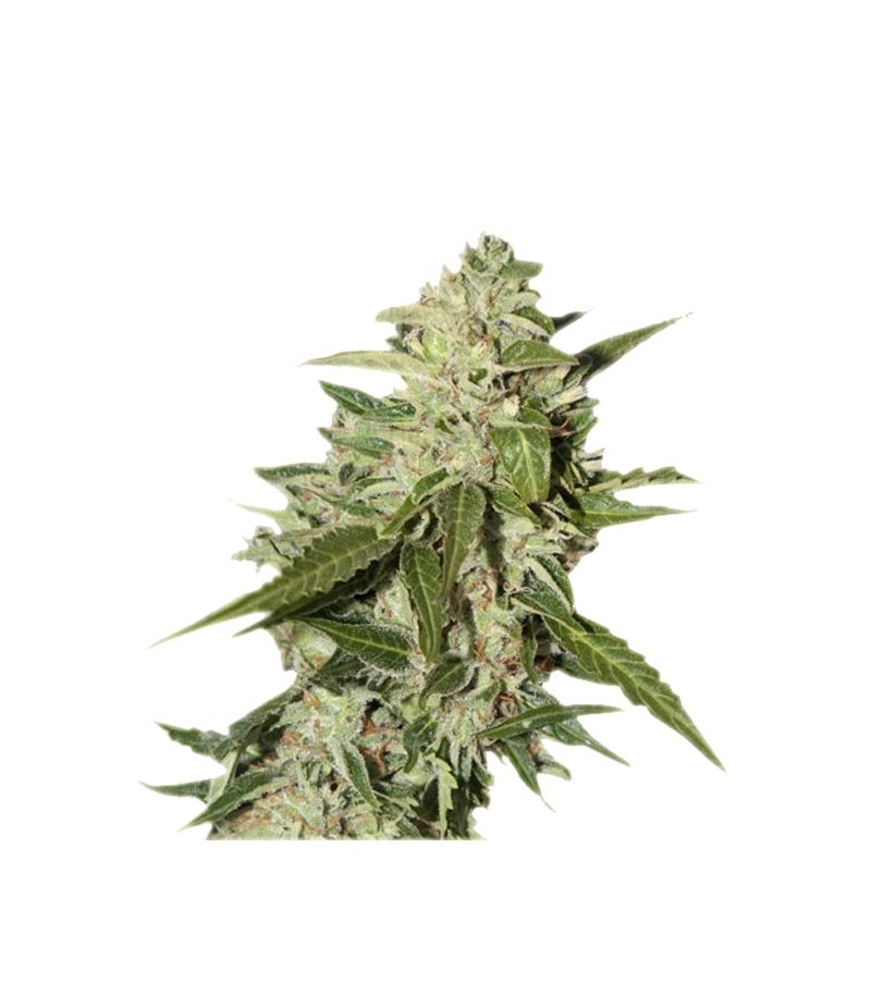 Mazar Auto, Фасовка: 3