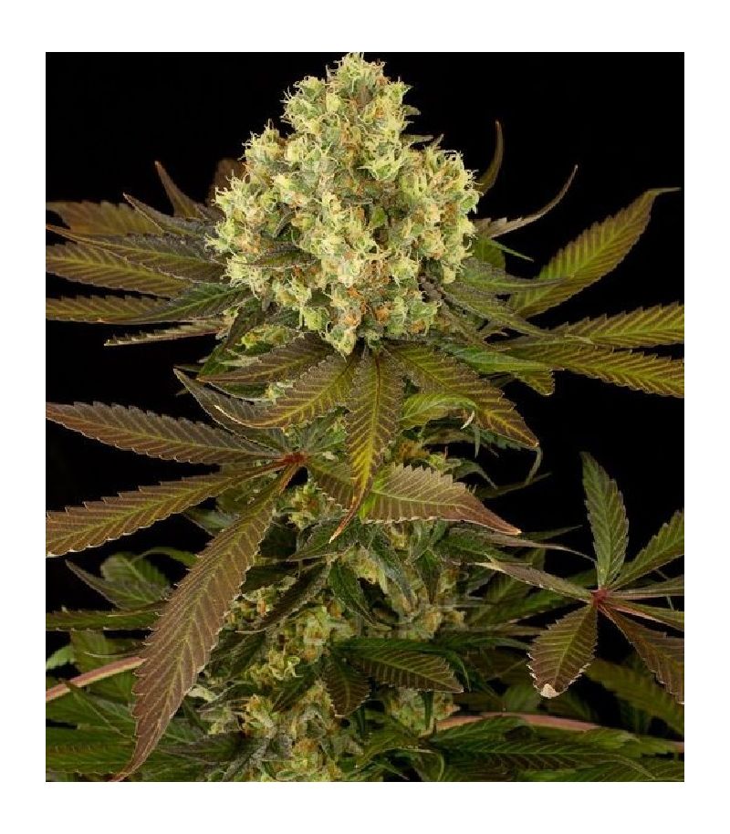 Sour Blueberry reg, Фасовка: 3