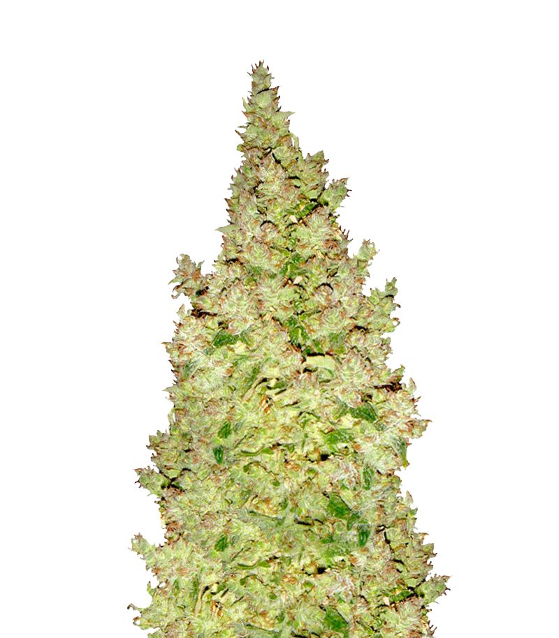 Skywalker Haze, Фасовка: 3