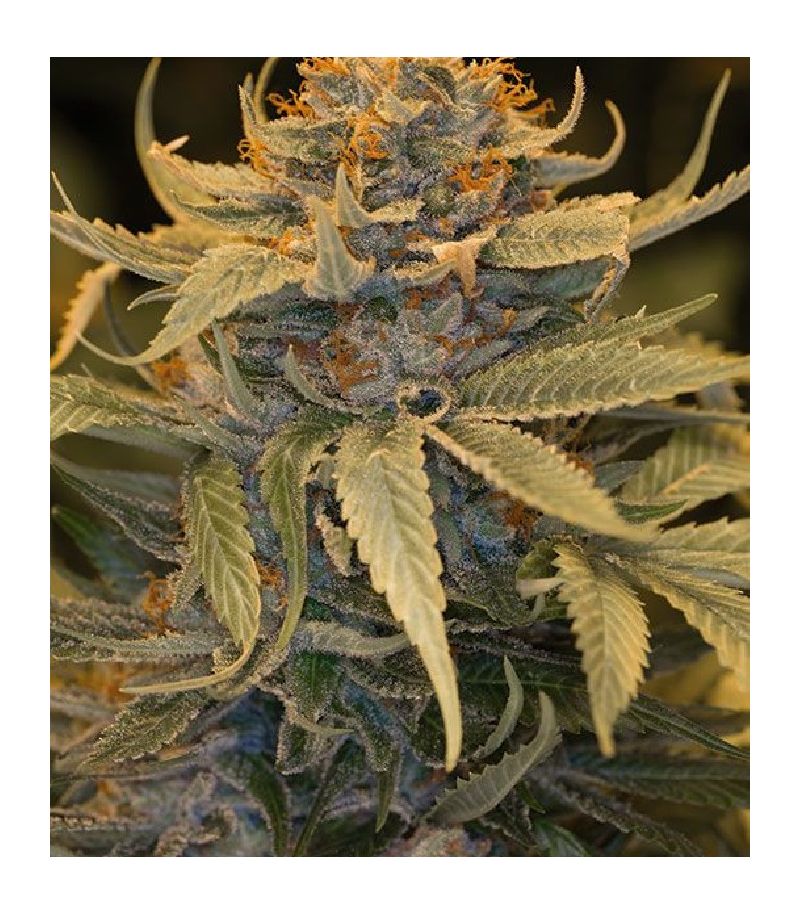 Lost Coast OG fem, Фасовка: 3