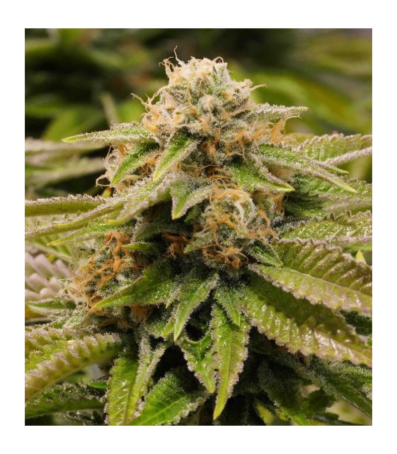 Gorilla Breath fem, Фасовка: 3