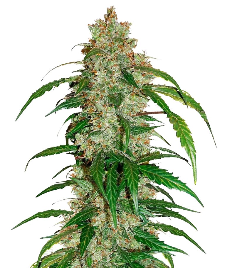 CBD Auto White Widow, Фасовка: 3