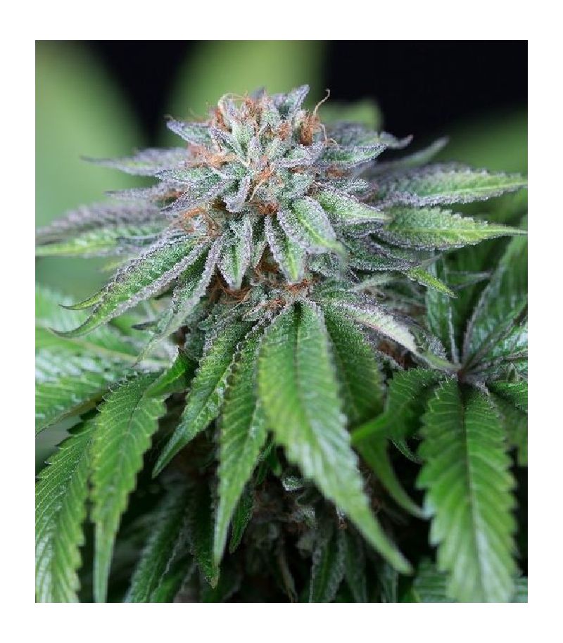 Ewe-2 fem, Фасовка: 3