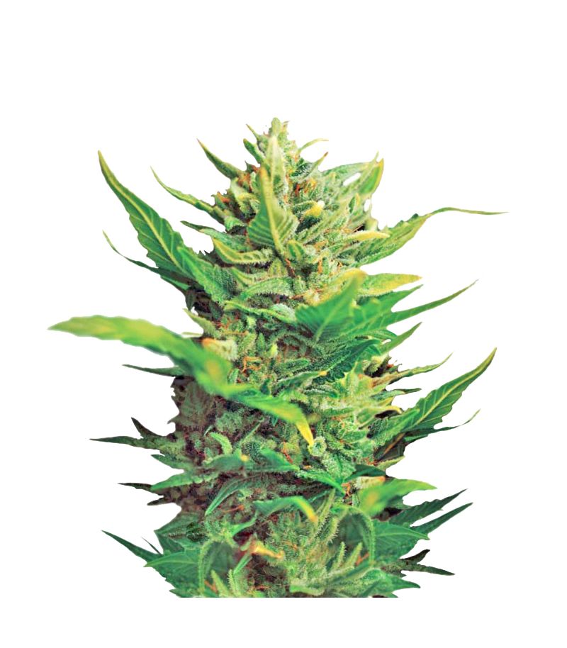 Think Different, Фасовка: 3