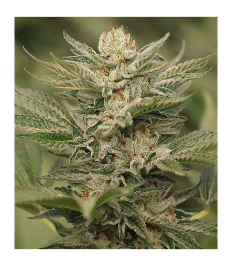 Sapphire Scout, Фасовка: 3