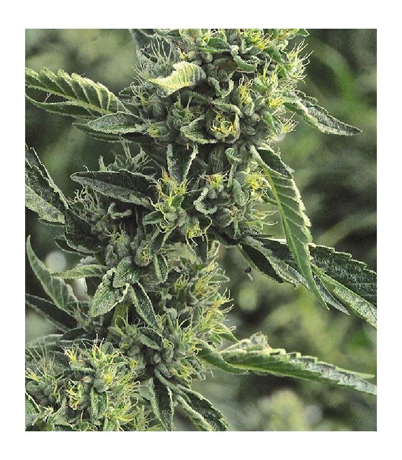 OG Kush fem, Фасовка: 3