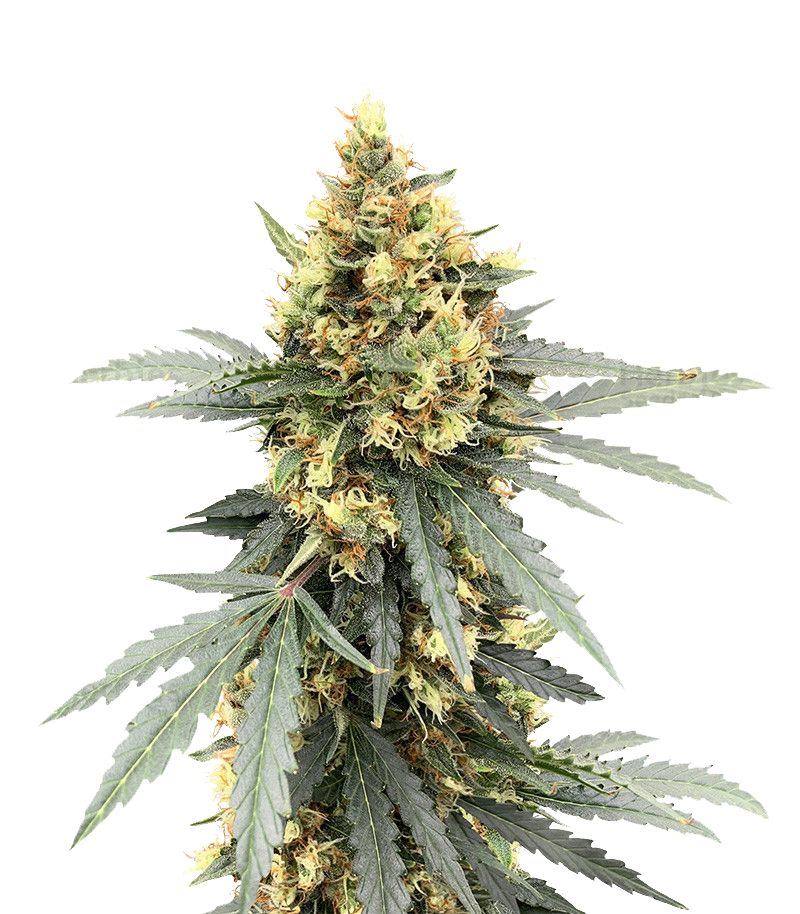 Critical Orange Punch Auto, Фасовка: 3