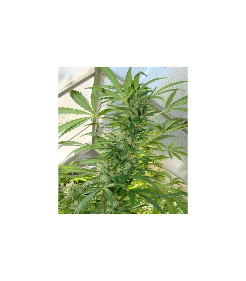 Skunk #11, Фасовка: 3, изображение 3