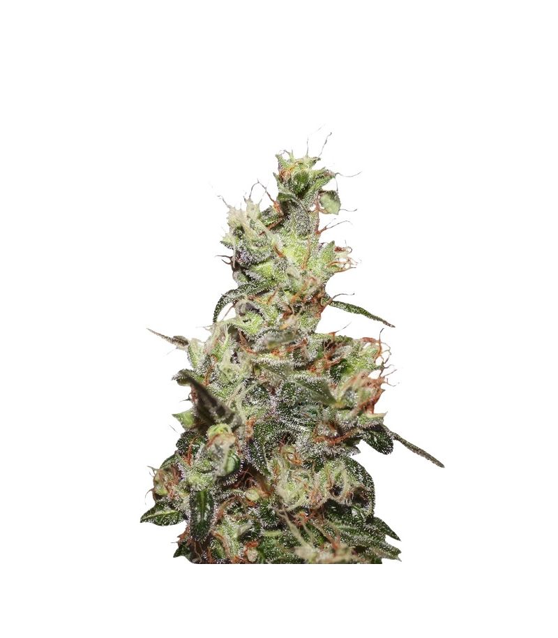 CBD Kush, Фасовка: 3