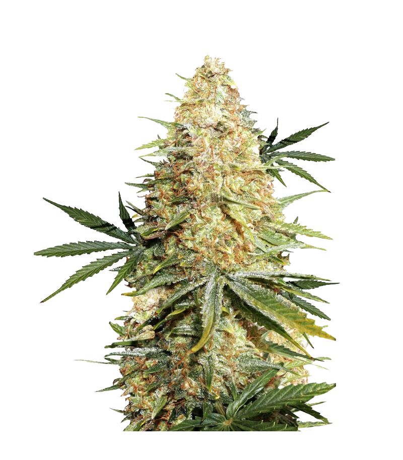 Lemon Zkittle Auto, Фасовка: 3