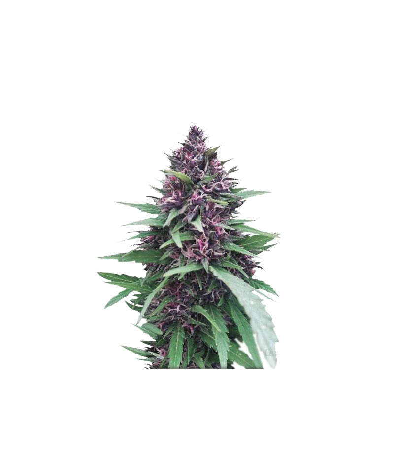 Shaman, Фасовка: 3