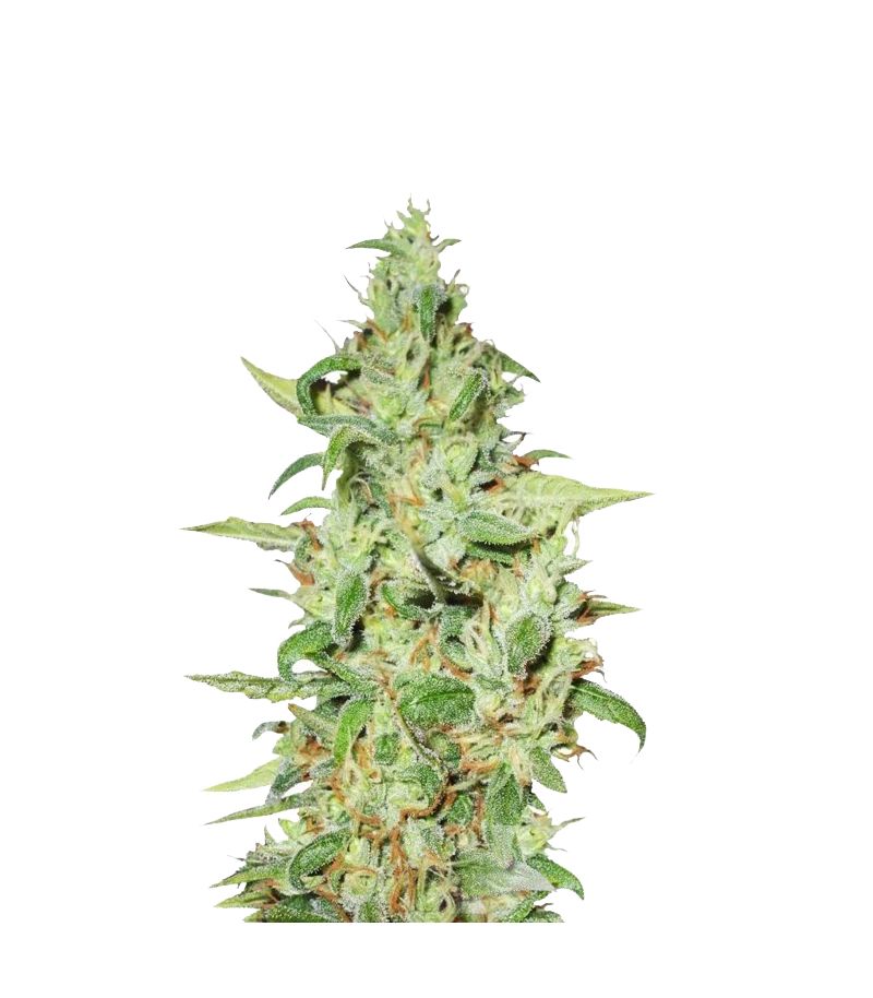 Euforia, Фасовка: 3