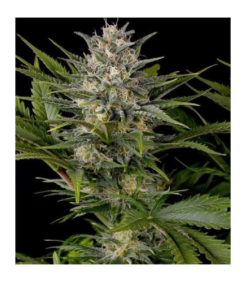 Pineapple Skunk reg, Фасовка: 10