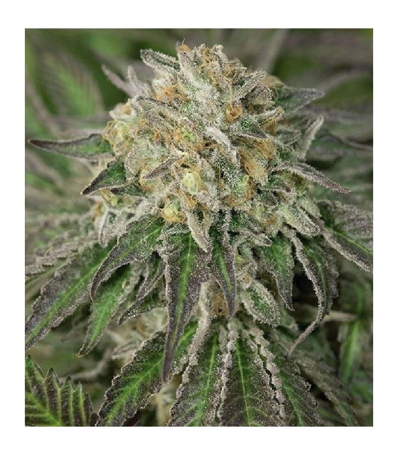 Amherst Sour Diesel fem, Фасовка: 5